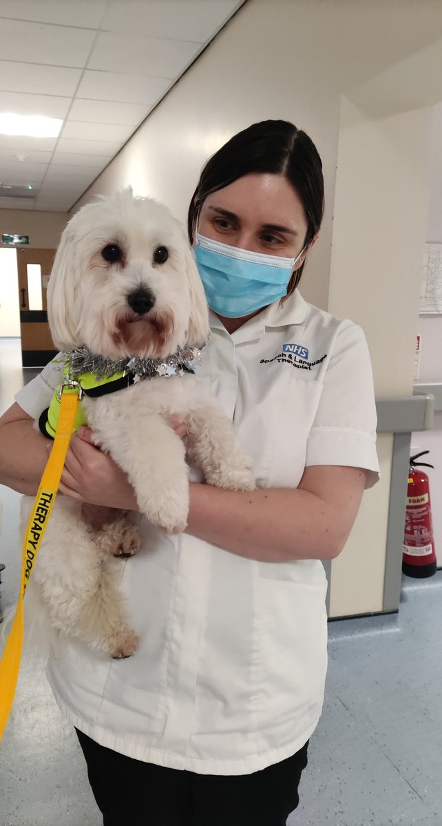 nuala_bcu_slt's tweet photo. The gorgeous Norman visited @InruTrafford this afternoon to spread some festive cheer. 🐶🎄 The best boy putting a smile on all our faces ☺️ #dogtherapy #mdt #neurorehab https://t.co/8jHRl500v1