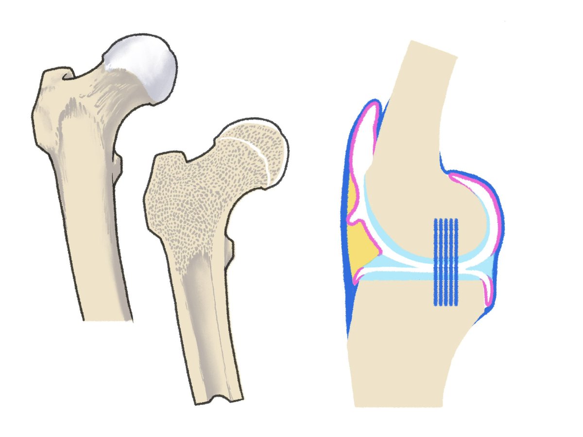 simple background white background reference inset what bone  illustration images