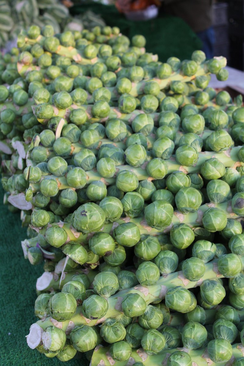 STOP PRESS: It's confirmed. Thanks to <a href="/VistaVeg/">Lynn Barnes</a>, there will be Brussel sprout stalks at Orton's Christmas Market tomorrow morning!