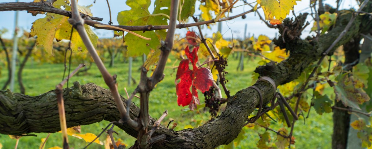 What is the value of old vines? 
This is one of the many questions which arose at the first <a href="/ouroldvines/">Our Old Vines</a> Conference field trip to Veneto, this October. Discover <a href="/adam_lechmere/">Adam Lechmere</a> found out during his visit:
hubs.ly/Q01vvb9w0