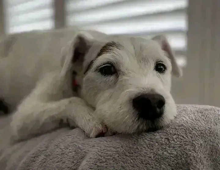 Name SONNY🐕‍🦺
Age  chip says 10 we think younger 
Currently NORTH WEST
Re-home NATIONWIDE
Details and enquiry form findingfureverhomes.org.uk/dogs/sonny/
Please retweet #URGENT FUREVER