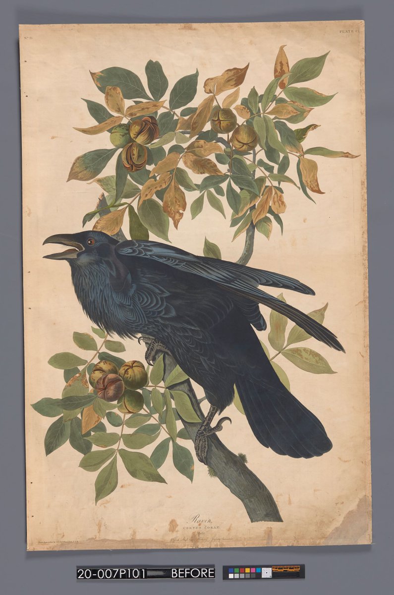 NEDCCInfo's tweet photo. We think Wednesday Addams would enjoy the fact that it took over 20 hours to remove the backing, wash, mend, inpaint, and then flatten this hand-colored "Raven" created by John James Audubon (1827). #ConservationLab #PaperConservation #PaperConservator #JohnJamesAudubon https://t.co/VPmTaZErI8