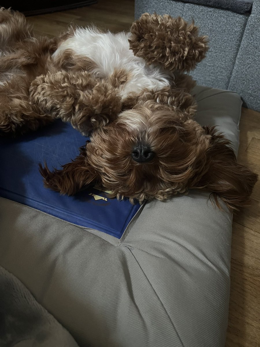 CavapooLuca's tweet photo. Friday 😴💤 #sleepy #dog #pup #cavapoo https://t.co/5WWN90VOze