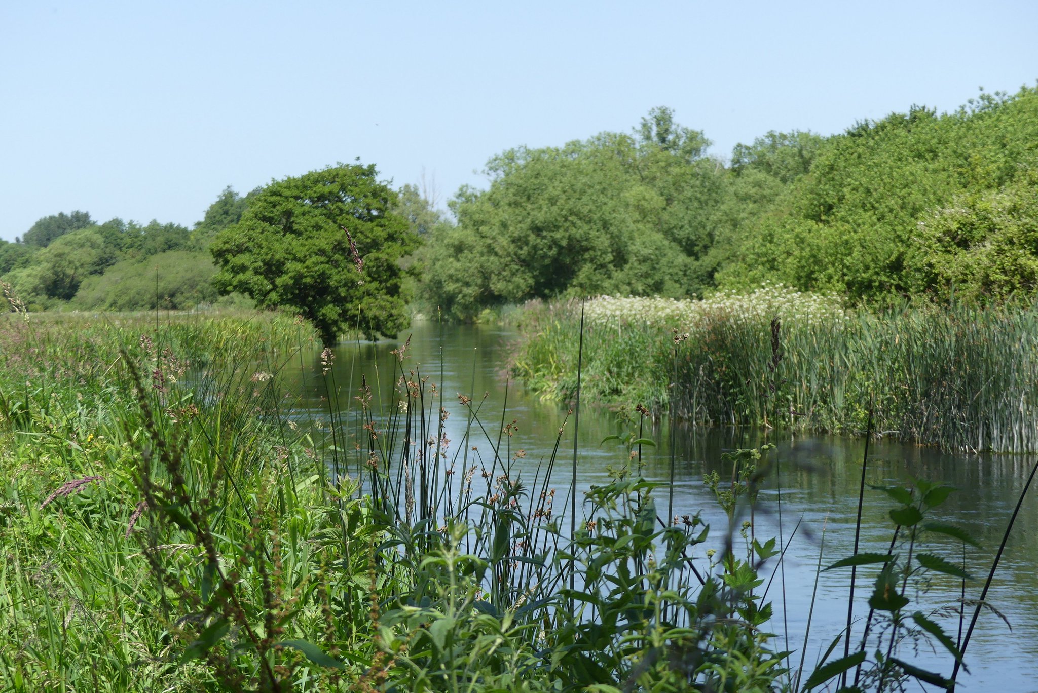 Ali Morse on Twitter "Lots of news in the watery world over the last 2