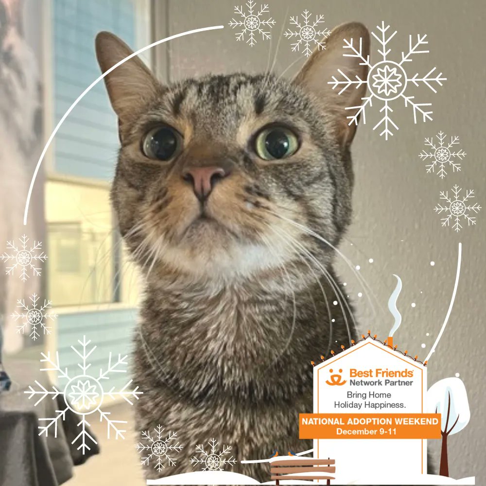Join us for the @bestfriendsnational adoption event September 9-11! #BringHomeHolidayHappiness