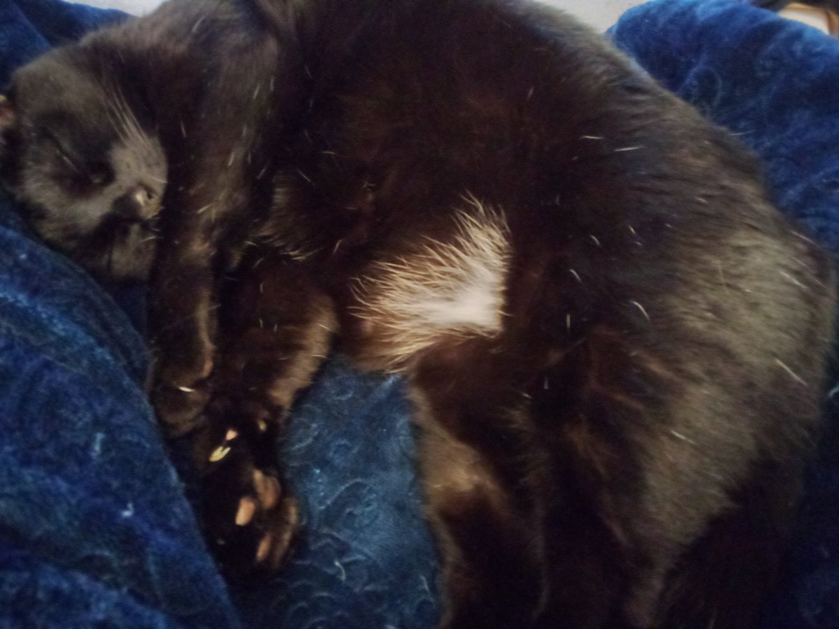 allyb75's tweet photo. Beans and belly.
#jellybellyfriday 
#CatsOfTwitter https://t.co/eIaytjKCae