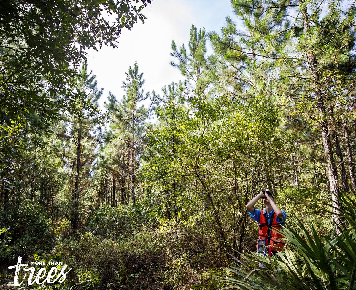 Looking for a job where you'll have some space to yourself?

#NowHiring: bit.ly/3ChEjDY

#WorkInForestry #GreenJobs #WorkOutdoors #LoveWhatYouDo