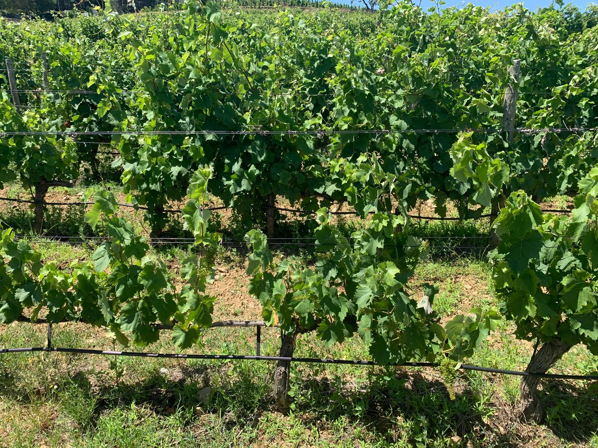 Plus de date butoir : #irrigation des #vignes après le 15 août en 2023, si les ministères Agriculture et Ecologie modifient le Code Rural comme annoncé. De quoi permettre à la filière de réduire les excès de stress hydrique dus au changement climatique. 
vitisphere.com/actualite-9821…