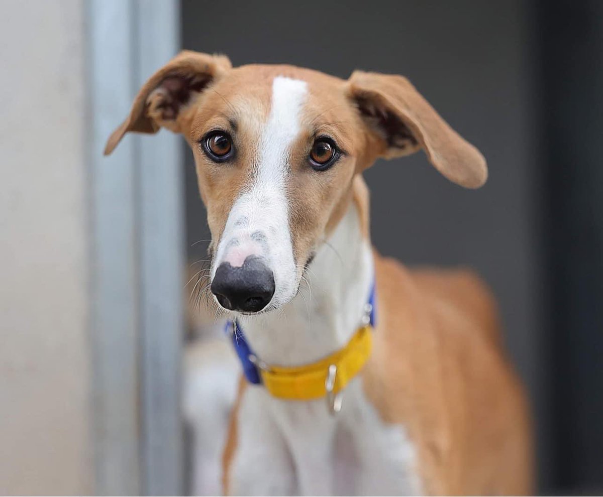 GalgosdelSol's tweet photo. Cafe❤️handsome boy, approx 18mths old &amp; ready for a home. Sweet natured but shy with new people tho comes around quickly. Nice on a lead, mostly focused &amp; not reactive. Loves to be with other dogs so maybe there’s a home with a play buddy? https://t.co/SR6fFvP6mY❤️Plz share 🙏🏻❤️ https://t.co/kEiIo5hLT1