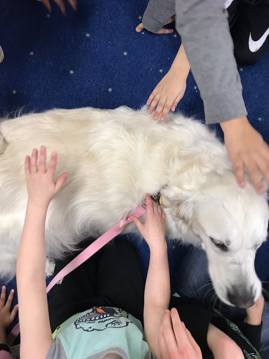 TherapyDaisy's tweet photo. I took my therapy to the south side of town @BruinLiBEARian and gave the kids some nonstop kindness and I’m sure put many smiles on the couple hundred kids I greeted. My handler took me to the preschool too, they were great. I even showed them a few tricks. https://t.co/kYp7bgsv61
