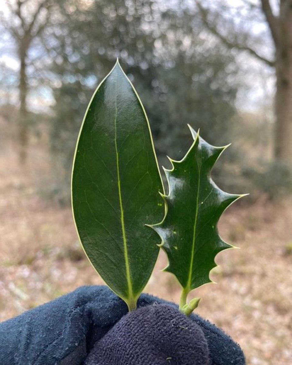 AmericanForests's tweet photo. Fun fact: If holly (Ilex aquifolium) finds its leaves are being nibbled, it switches genes on to make them spiky when they regrow. So on taller holly trees, the upper leaves (out of reach) have smooth edges, while lower leaves are prickly. Cool info from u/dirtybird971 on Reddit https://t.co/F6dif31Bjo