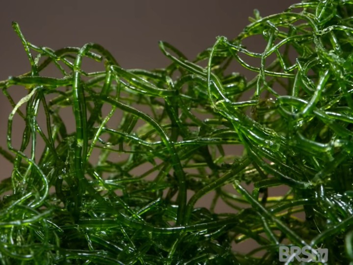 AlgaeBarn's tweet photo. 𝐂𝐡𝐞𝐚𝐭𝐨 𝐢𝐬 𝐢𝐧 𝐬𝐭𝐨𝐜𝐤! 

Get yours here 👉: https://t.co/FMWMNEJhAl 

We want to thank BRS for their spotlight on our passion for sustainability! Lets Build A Sustainable Ecosystem Together! 

Watch here 👉: https://t.co/riFY5X3Ka6 

#algaebarn #algae #conservation https://t.co/TzRlTsIPIw