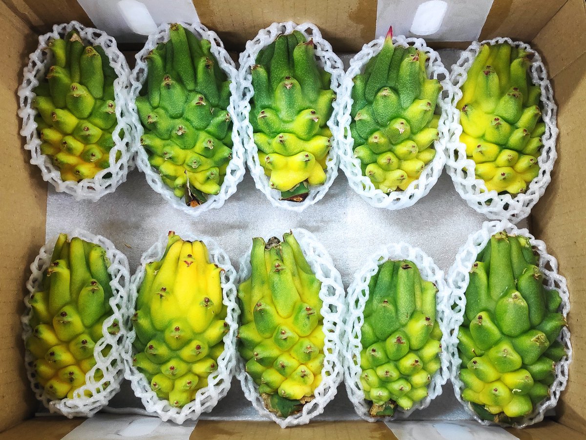 BorisOrduz's tweet photo. Aprobada extensión en la exportación de pitaya amarilla de 🇨🇴 a Corea de Sur. Un voto de confianza al trabajo del @ICACOLOMBIA, en beneficio de todos los productores del pais. @CeciliaLopezM #apqa @MinAgricultura @AnaldexColombia
@MincomercioCo @Asohofrucol @PROCOLOMBIACO https://t.co/J3TUlJfohn