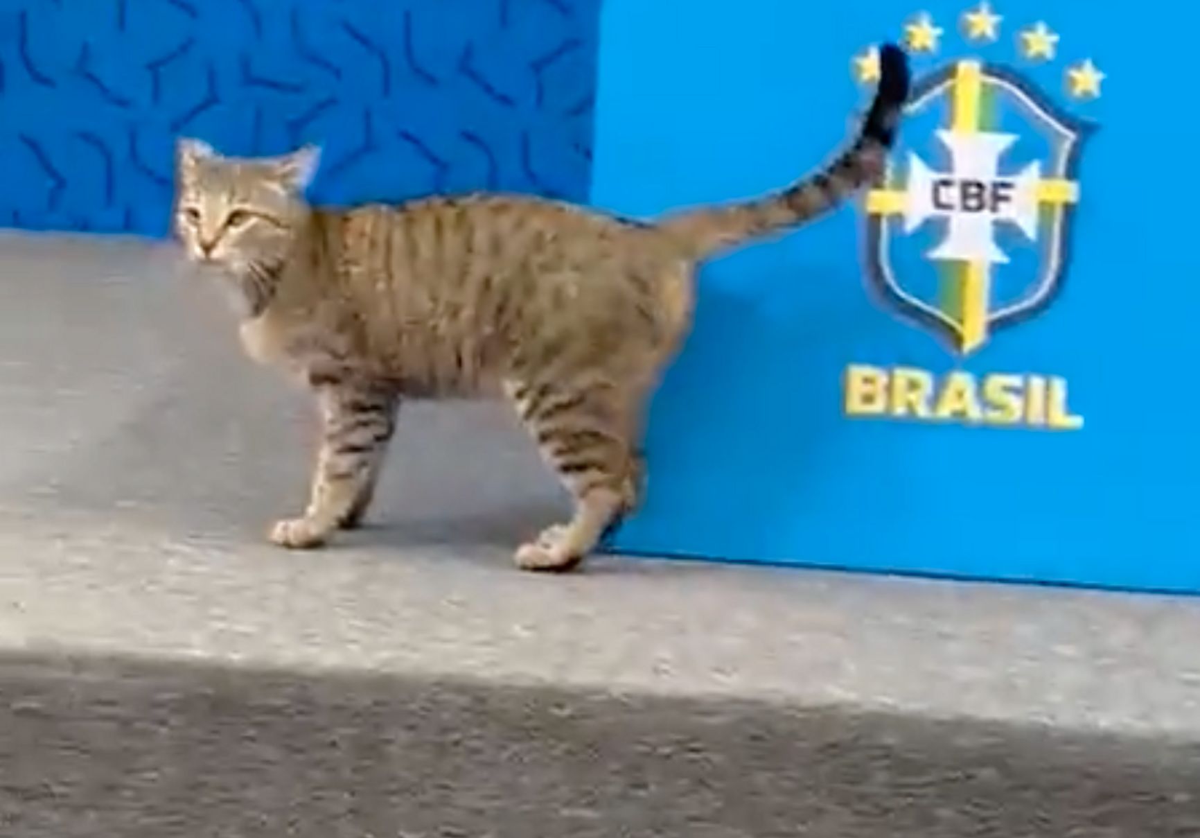 Бразильский кот
