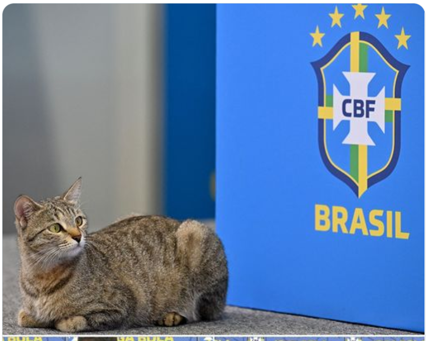 adircinho's tweet photo. @CBF_Futebol La maldición del michi ha comenzado. Você foi deixado de fora #Michi #Gato #Cat #ByebyeBrazil. https://t.co/jxUNONKNcm