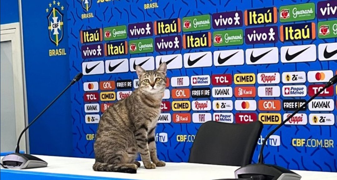 agusjamele's tweet photo. Que nadie vuelva a hacerle nada a este gato. Es más, que duerma en la pieza con Messi y lo alimentan con el balanceado más caro que encuentren https://t.co/ARzy3azbdc