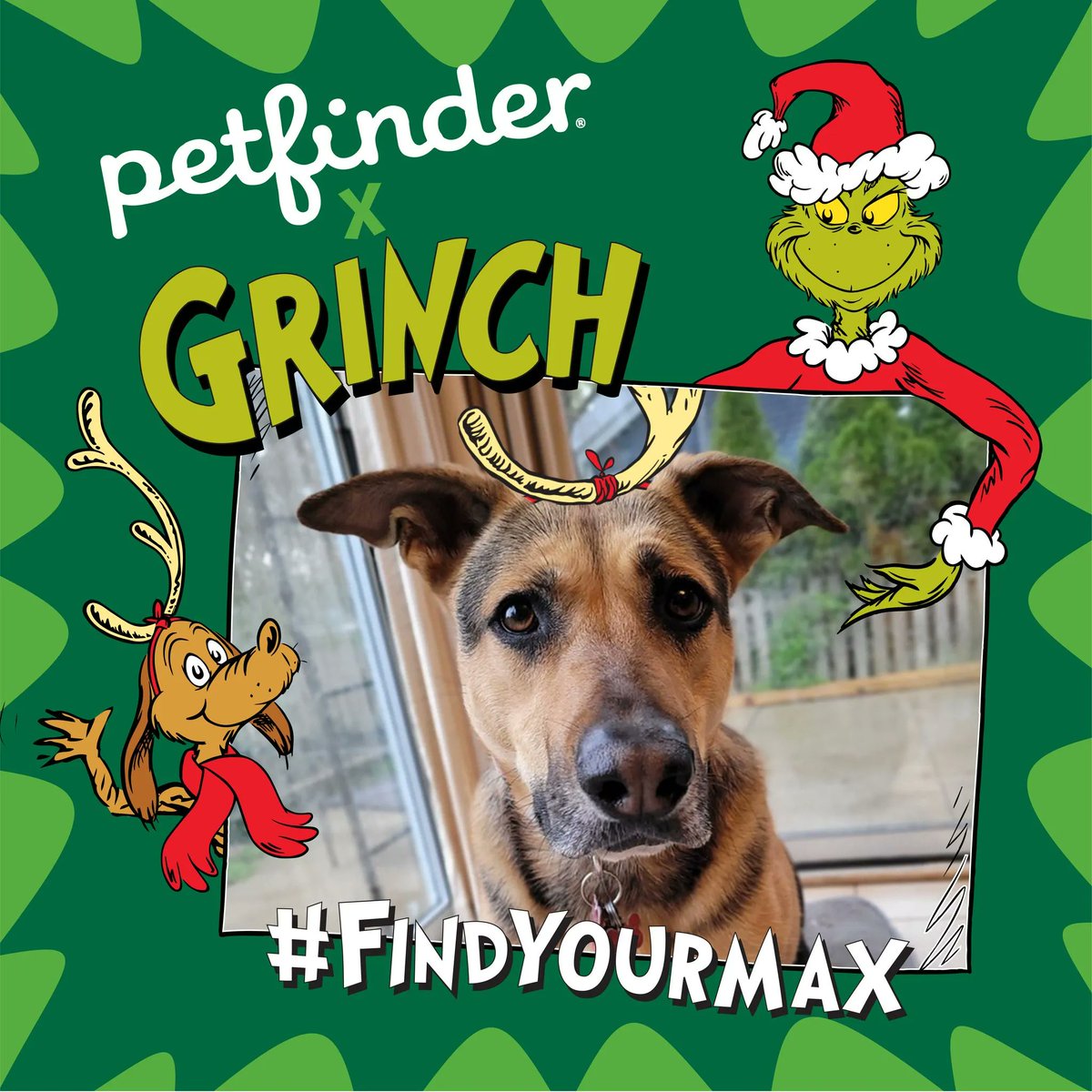 dogster's tweet photo. This holiday season, the Petfinder Foundation and Dr. Seuss Enterprises are joining forces to help all the Grinches out there to #FindYourMax. In case you are not familiar with the tale How the Grinch Stole Christmas! https://t.co/KiMYLMr99M