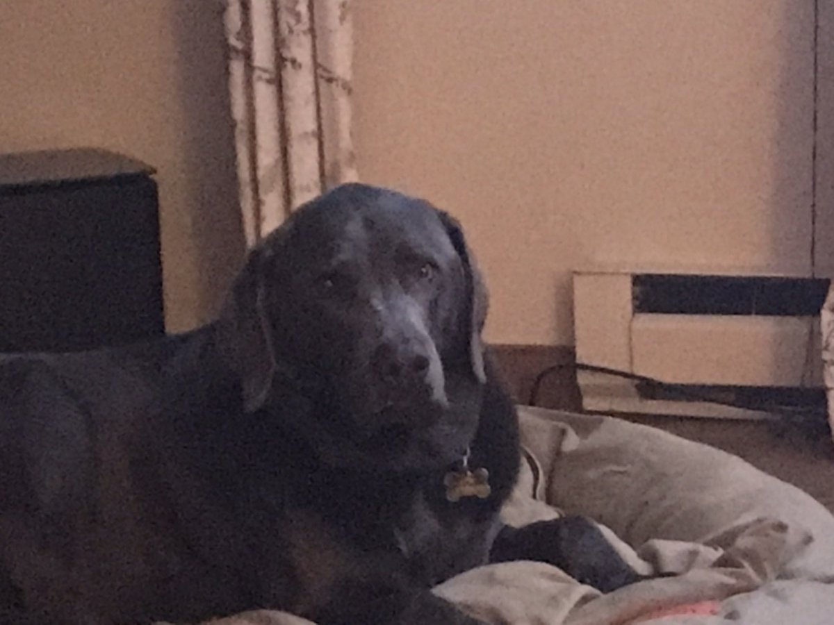 MaxMurphy39's tweet photo. @coffee_anytime My boy Lou https://t.co/GBkaZZXbJd