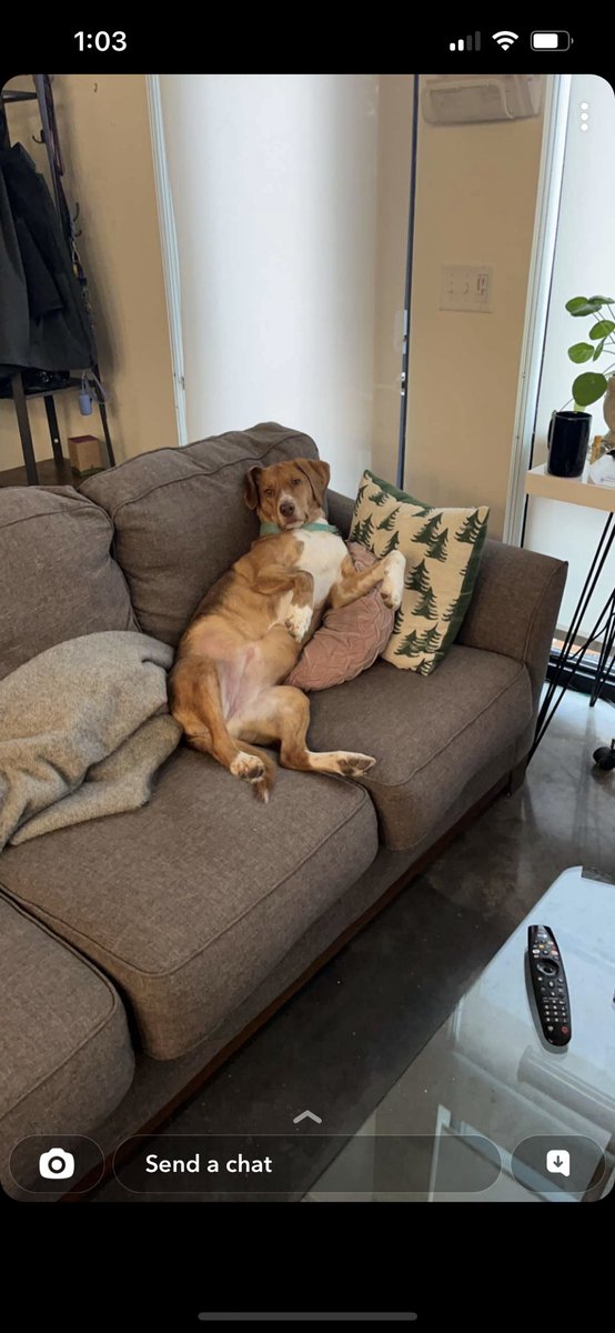 eviltreegoat's tweet photo. look at this chonky queen https://t.co/bpmmdtfzwU