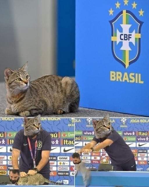 SalvadorZA's tweet photo. 🐱 https://t.co/9kaNnBY6aZ