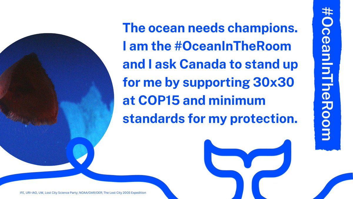 CommsINC's tweet photo. As part of an initiative launched ahead of the @UNBiodiversity Conference #CBD15, @SeaBlueCanada and its partners are urging Canada🇨🇦 and #COP15 delegates to be the #OceanInTheRoom to achieve strong outcomes for #BlueNature and our #OneOceanOnePlanet this December and beyond. https://t.co/e0j7R3ixzP