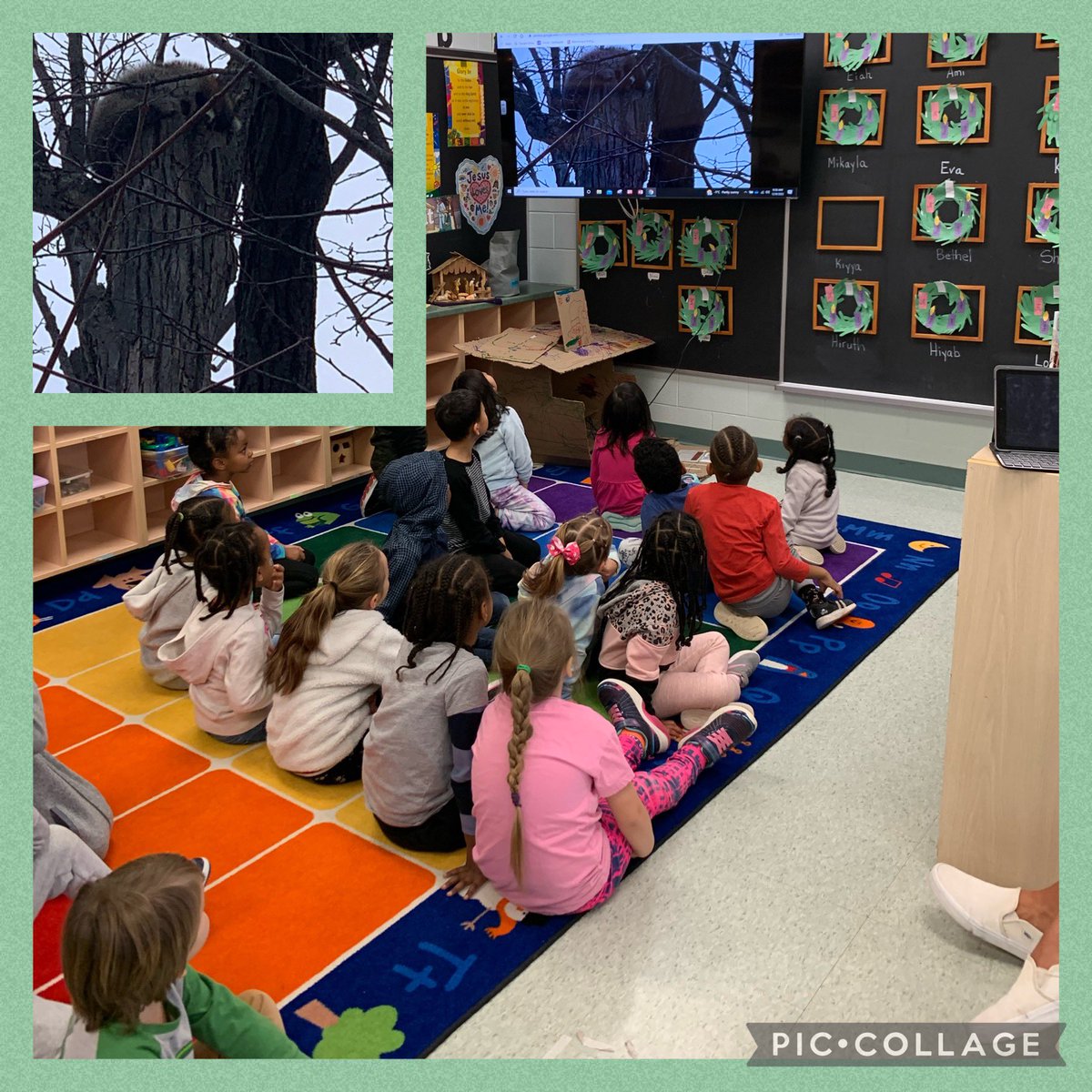 MrsChurchFDK's tweet photo. What an exciting morning!!! A magnificent raccoon decided to take a nap on one of the trees beside our playground! Authentic introduction to what animals do in the winter? Could not ask for anything better!!! @stpetersaints @MsLaneKindie @WellingtonCath @CaraMcQueen1 https://t.co/4gJMKB4LBM