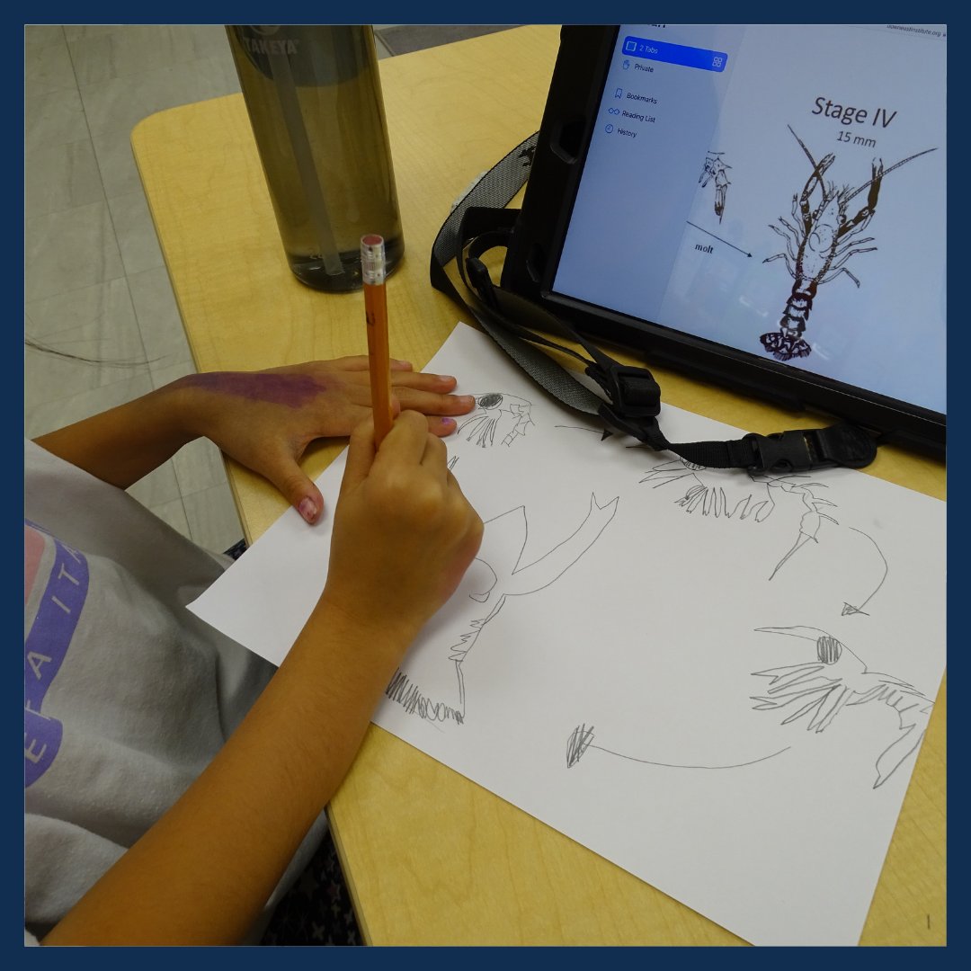 HongdeSchool's tweet photo. The students in Ms. Sanfilippo's class have been learning about life cycles.#bilingualeducation #independentschool #learnasecondlanguage #lifecycles #grade2 #grade3 #classroomideas #sciencetips #teachscience #crosscurricular #butterflies #inquiry #studentinquiry https://t.co/d6prcskSN5