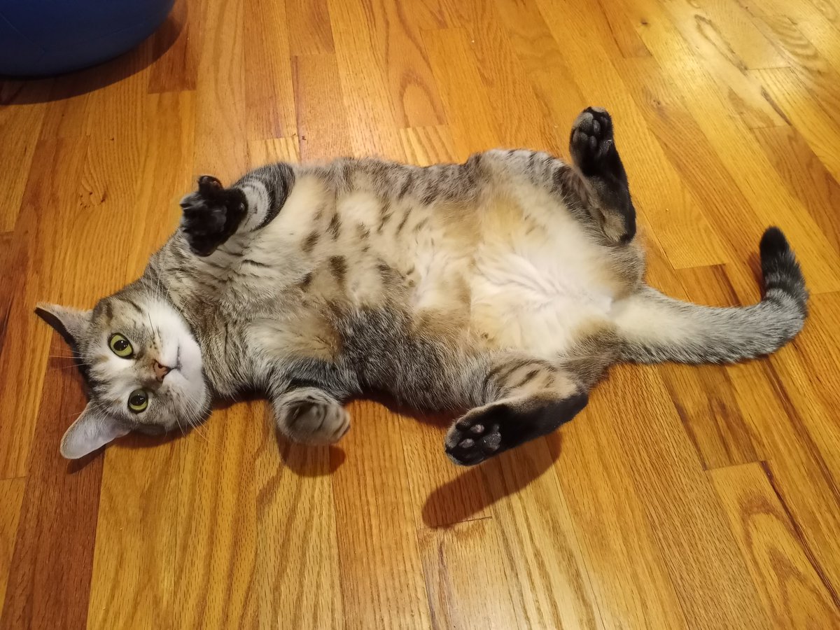 BuckyKatt's tweet image. Meow says, "TGIF!" #CatsofTwittter #jerseycats #catsofnewjersey