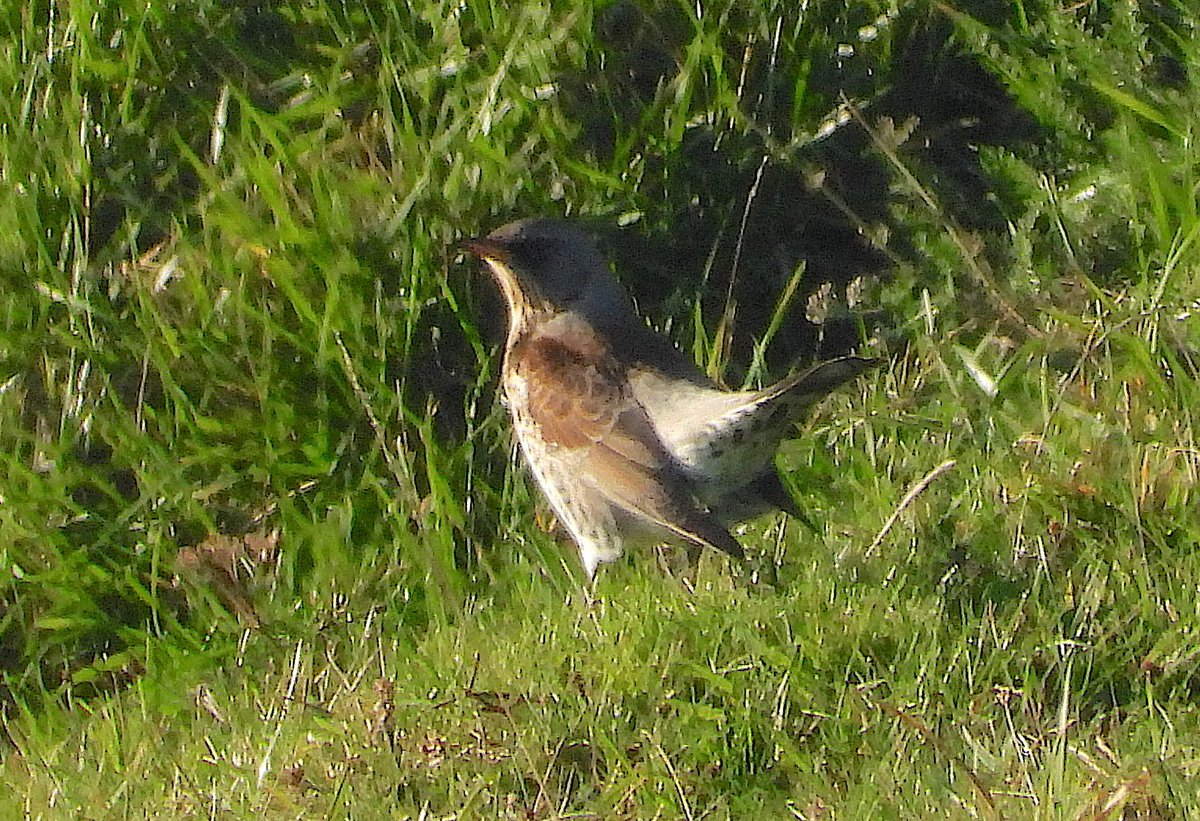 rojobus's tweet photo. Surveyed a Farm nr Bath today where 100's of winter thrushes stripped all the berries in the last month https://t.co/MeziD32d9c