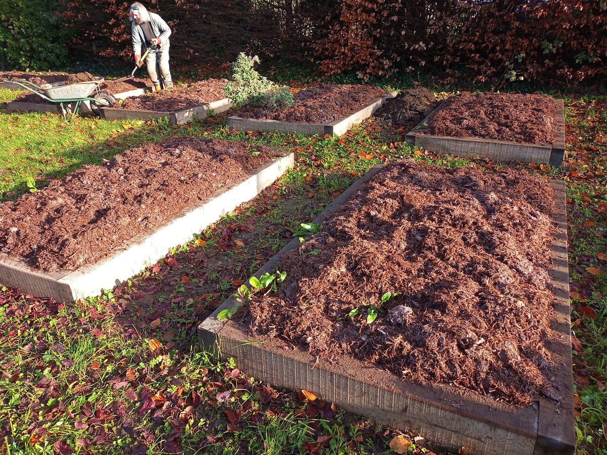 GreenwaysProj's tweet photo. A load of lovely organic mushroom compost from the Organic Mushroom Company at Capel, put on the vegetable beds @BeechesCP today, to add nutrient but stifle weeds over winter! @IpswichGov @WildIpswich #organicgrowing #compost #vegetablegrowing #mushroomcompost  #volunteers https://t.co/65YtqCaCug