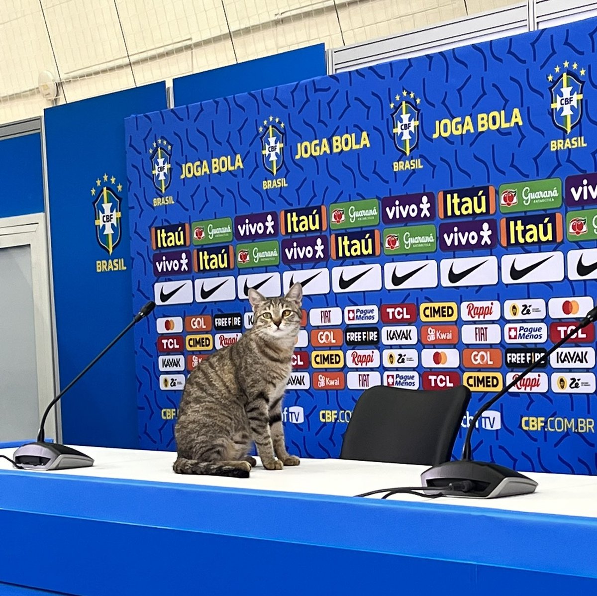 Gaby_xs27's tweet photo. 7 años de mala suerte si no das RT 🤣🤣🤣🤣🤣

La marrrdición gatuna. Adiós Brasil. Chau Neymar https://t.co/JhkmuEZHmW