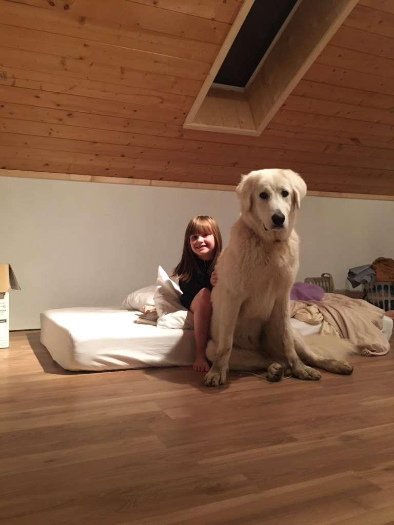 Your local dad tweet media