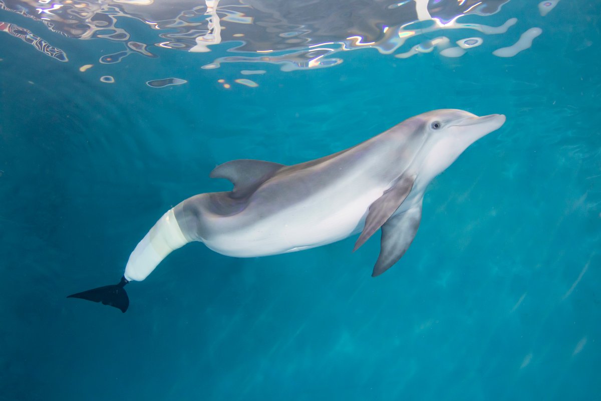 Excited to share that as part of an ELO, an HB student had an informational interview with a marine biologist who was involved with the rehab of Winter, the star of Dolphin Tale! Learning from the best to help guide career decisions! #ELO #dolphins <a href="/HB_highschool/">Cavaliers</a> <a href="/HBHSGuidance/">HBHS School Counseling</a>