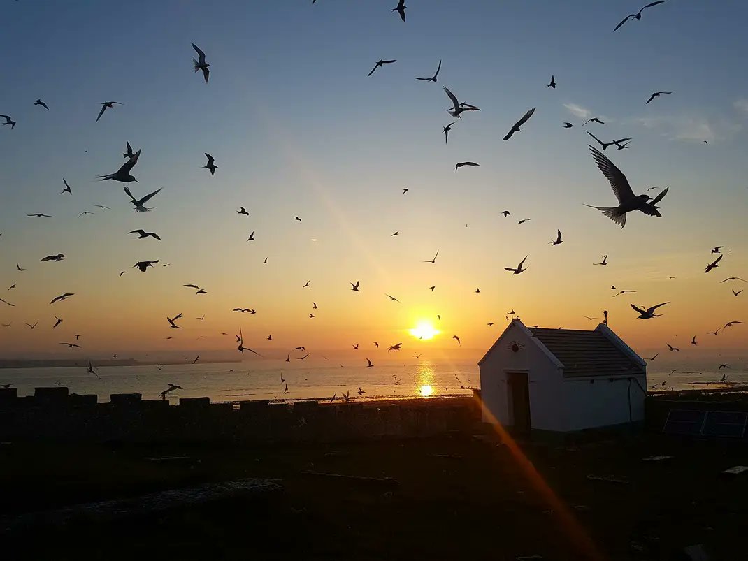 urbanwildthing's tweet photo. @SteelySeabirder #teamtern โค https://t.co/3wElJmVTek
