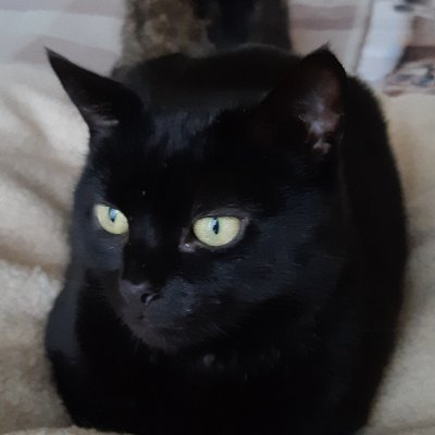 1_Aimee_'s tweet photo. Beautiful cat  xx  💖 https://t.co/Px9NOIsbfm