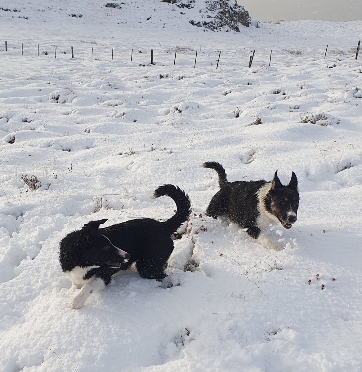 The good news is I finally fixed all the NAs in my dataset, the bad news is my model's still rubbish. Thank goodness for puppies.