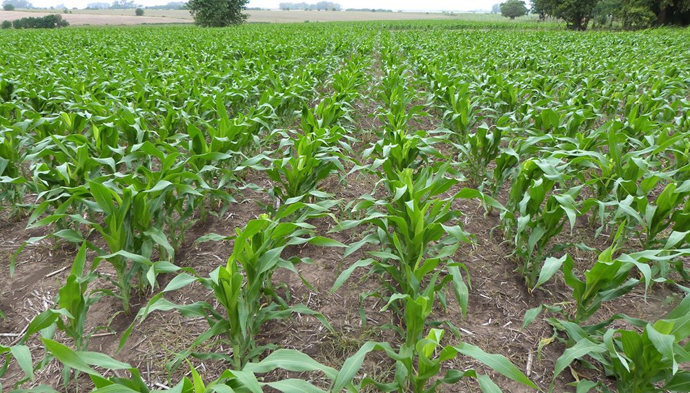 ACOSEMILLAS's tweet photo. #AgroDatos | En 2022 el Valle del Cauca sembró 10.732 has, de maíz para grano duro o seco, choclo, ensilaje o alimentación animal, dulce y para semilla o investigación; los mayores porcentajes de has. sembradas están en Roldanillo, Obando y La Unión. @ICACOLOMBIA @LeoarizaR https://t.co/Z4yug2iFqD