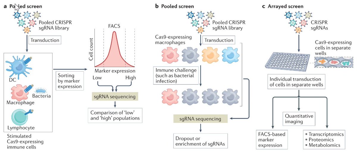 Nature Rev Immunol (@natrevimmunol) on Twitter photo NEW Review: CRISPR screens for functional interrogation of immunity
bit.ly/3hdISIQ
by Hao Shi, <a href="/hongbo_chi/">Hongbo Chi</a> & @JohnDoench
discusses recent applications of CRISPR screening of immune cells in infection, inflammation and cancer NEW Review: CRISPR screens for functional interrogation of immunity
bit.ly/3hdISIQ
by Hao Shi, <a href="/hongbo_chi/">Hongbo Chi</a> & @JohnDoench
discusses recent applications of CRISPR screening of immune cells in infection, inflammation and cancer