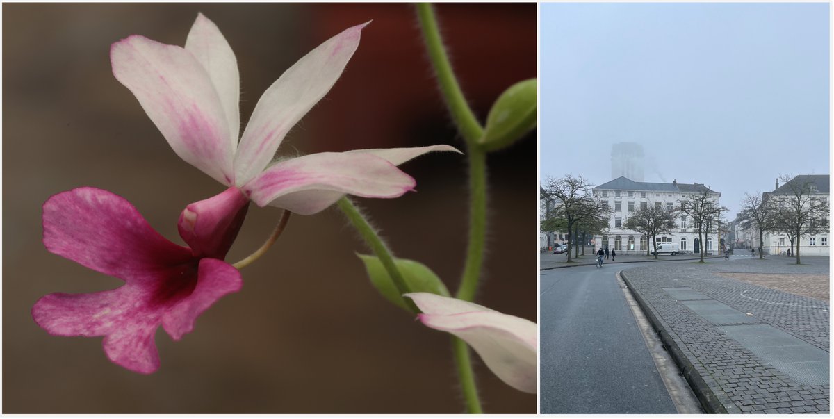 What to do on a cold and foggy day in Ghent, so bleak that even the Book Tower is hiding in the clouds? You warm up your senses in the greenhouses of @UGent Botanic Gardens 😃! A heart-warming atmosphere and soothing floral display. #plantdiversity #botanicgardens
