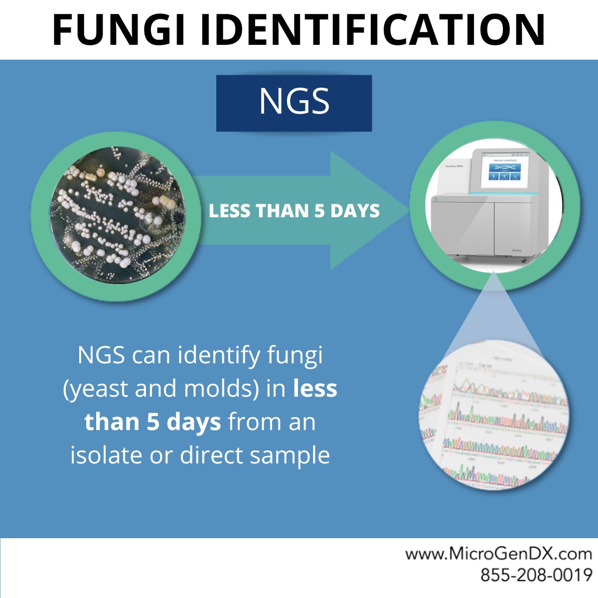 ma_microgendx's tweet photo. How can NGS provide unbiased detection of fungal species? The Internal Transcribed Spacer (ITS) region in the ribosomal RNA operon is conserved across fungal genomes; these conserved regions serve as primer binding sites for the amplification of the intervening sequence. https://t.co/6fPGwWAnRn
