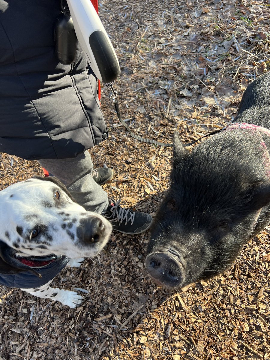 I went on a walk today.
Kinda surprised when I met this dog?