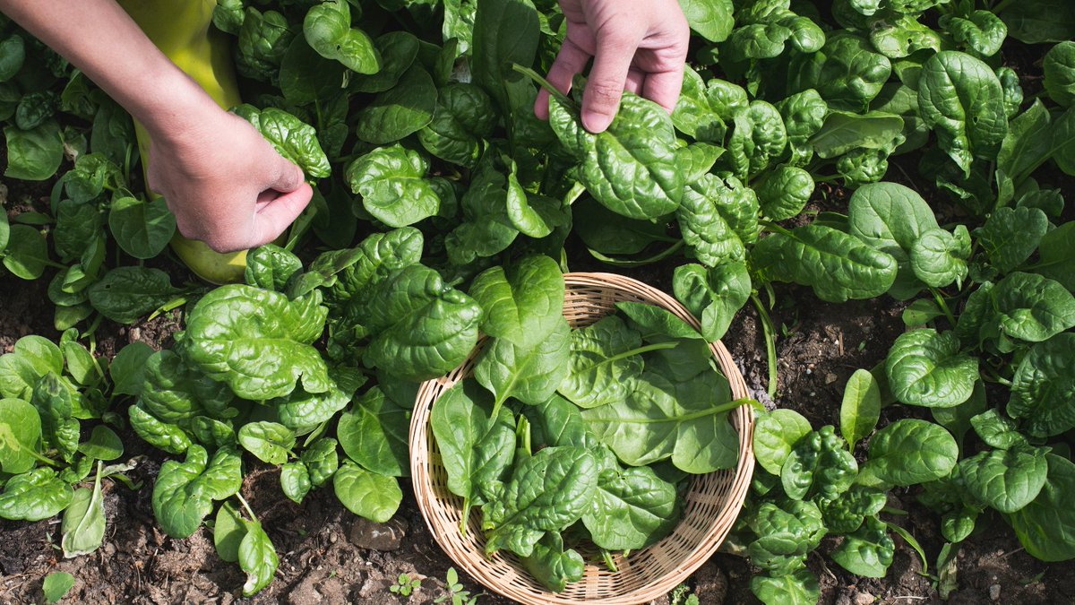 #DYK spinach planted in late summer is ready for harvest by late fall, or early winter? According to our calendar, it looks like it is peaking at just the right time! 
#GeorgiaGrowsItBest 
#EveryBiteCounts