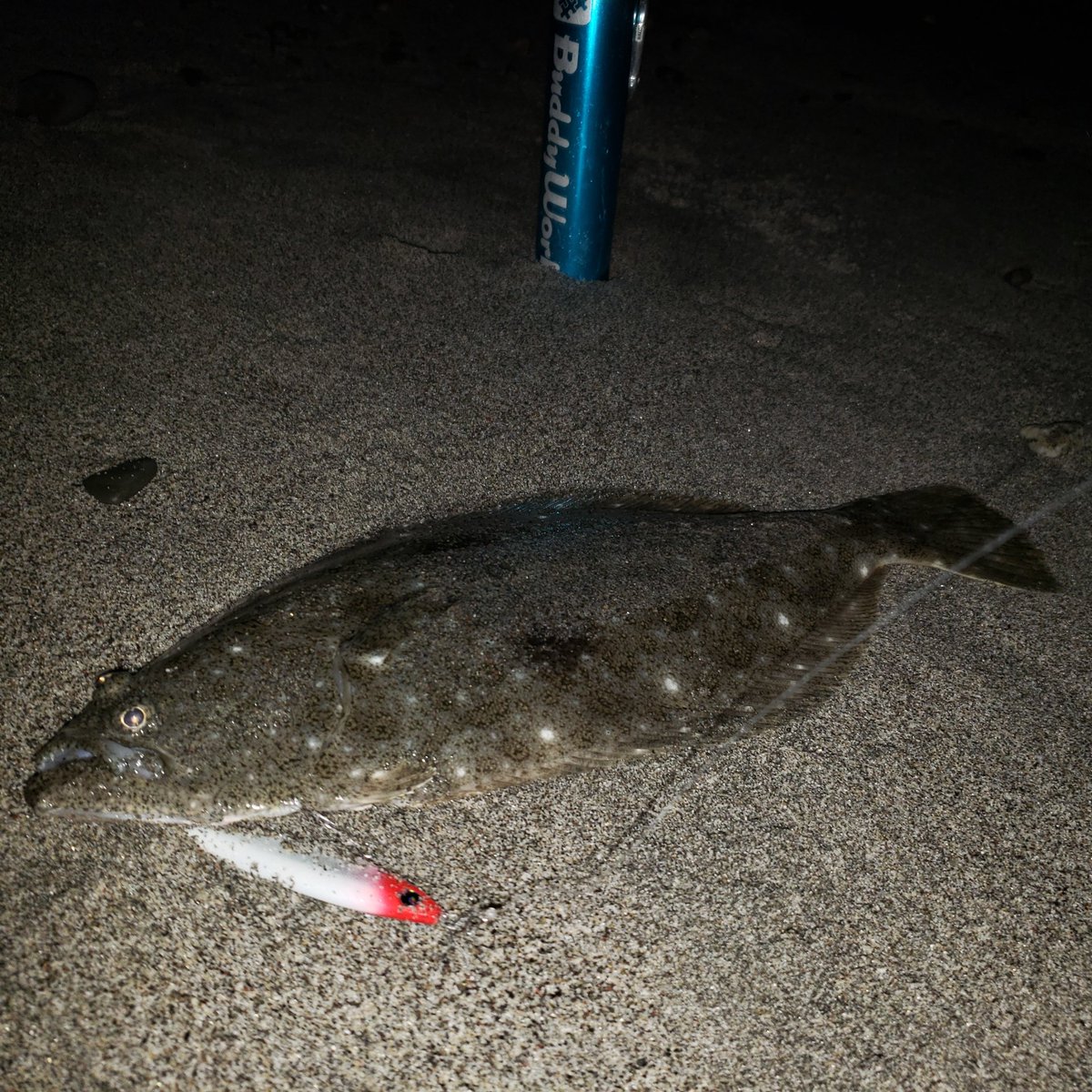 enshusurfflat's tweet photo. サーフに着いてレッドヘッド1投目でいきなりゴン✨🎣
#BuddyWorks
#DoubleCannonBreaker
#OFFBAIT
#レッドヘッドグラデーション
#イベントオリカラ
#上州屋浜松店
#遠州灘サーフ https://t.co/93gBRfSOI2