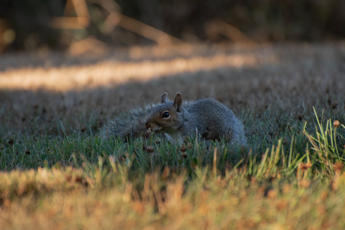 Sky__The__Husky's tweet photo. More squirrel pictures (not contemplating life) 7-26-2022
#nikon #nikond3500 #nikonphotography #adobe #lightroom #adobelightroom #lightroomedits #lightroomediting #photography #photographylovers #squirrel #squirrelphotography #squirrelsitting #squirreleating #squirrellife https://t.co/2CXV2GBtHb