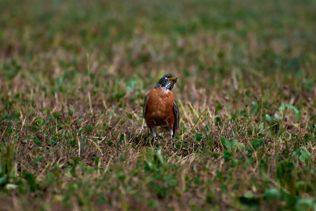 Sky__The__Husky's tweet photo. American Robin calling out (and protecting its eyes) 8-2-2022
#nikon #nikond3500 #nikonphotography #nikonphoto #adobe #lightroom #adobelightroom #lightroomedits #lightroomediting #photography #photographylovers #bird #birdphotography #americanrobin #birdcalling #birdcapture https://t.co/HIkwVRtKXr