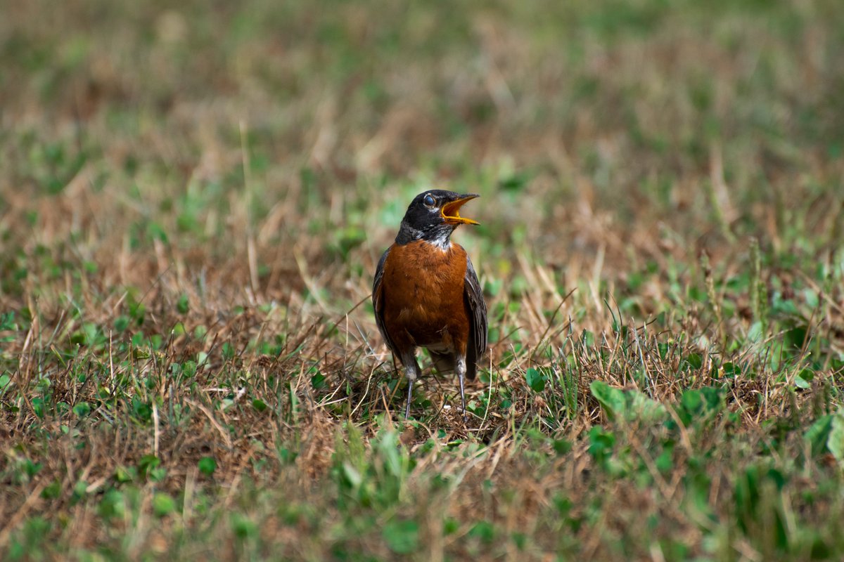 Sky__The__Husky's tweet photo. American Robin calling out (and protecting its eyes) 8-2-2022
#nikon #nikond3500 #nikonphotography #nikonphoto #adobe #lightroom #adobelightroom #lightroomedits #lightroomediting #photography #photographylovers #bird #birdphotography #americanrobin #birdcalling #birdcapture https://t.co/HIkwVRtKXr