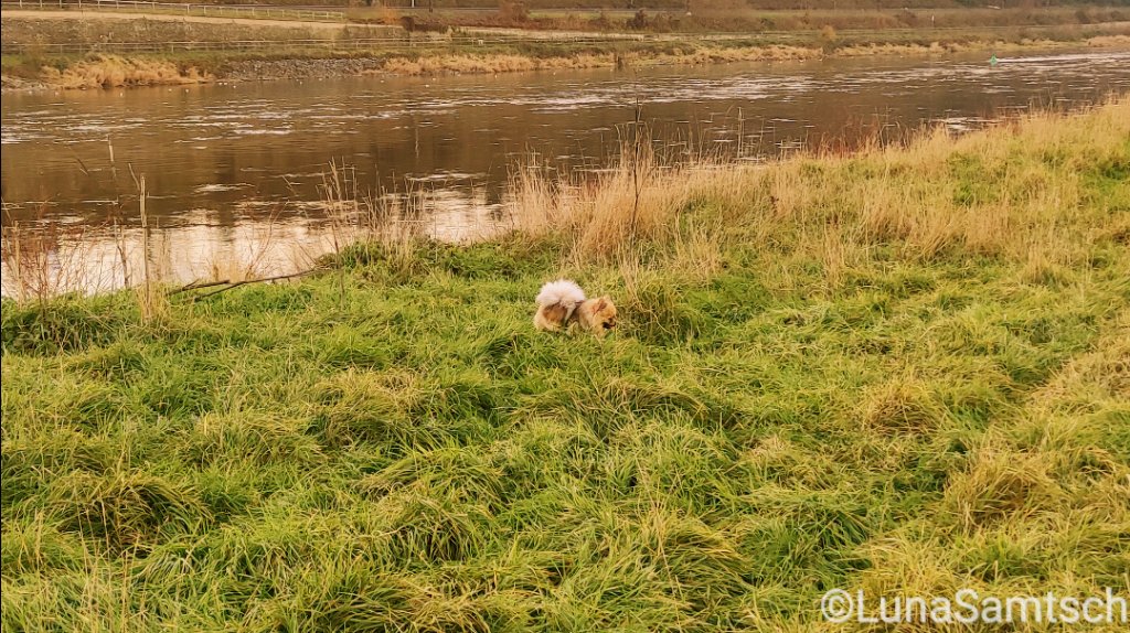 Heute ging es sechs Kilometer durch die Flutrinne und an der Elbe entlang.
OK, für Herrchen waren es sechs, ich musste ja immer dem Ball hinterher und manchmal wurde der auch von mir zurück gebracht. :DOG4_02: :DOG_PAW_5: 

Jetzt bin… pets.contact/@LunaSamtschnu…