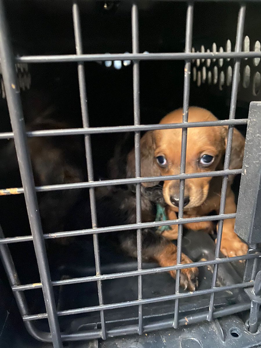FundacionToby's tweet photo. Nuestras felicidades a nuestras amigas @LetyVarela @rbksokol y @monikballe por este gran rescate.

Hoy en Benito Juárez se logro desmantelar un criadero clandestino de perros salchicha 
Salvando 17 ejemplares entre ellos 8 cachorritos

Todos están en adopción!! https://t.co/ezl8DiuPgH