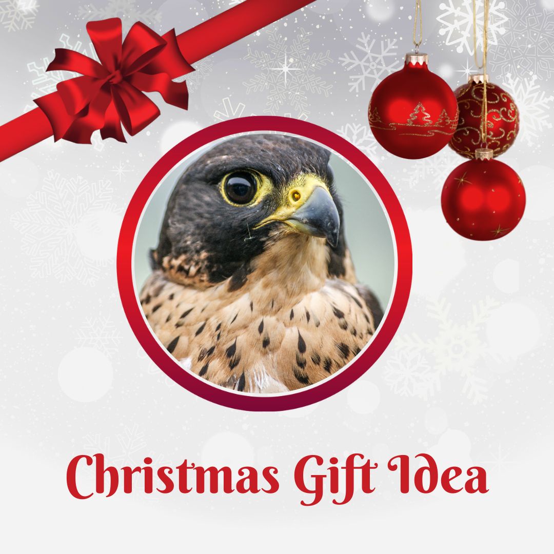 GIFT IDEA ALERT!!! Looking for a unique gift? How about a private meet and greet with a falcon?! Contact us at education@beaverhillbirds.com or 587-735-3534 to learn more. 

#GiftIdea #GiveAnExperience #MeetAFalcon #FalconsOfAlberta #PhotoOp! #ChristmasIsComing #BirdssAreCool