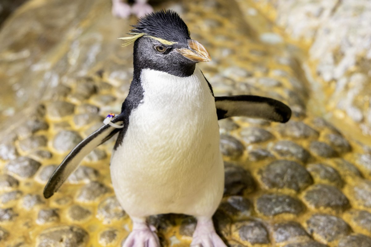 shedd_aquarium's tweet photo. Guess whose hatch day is coming up? 🐧

If you guessed Wellington, you are right!

Our resident viral rockhopper penguin turns 35 on December 20; stay tuned to celebrate with a story of milestone events during Wellington’s time at Shedd. https://t.co/GoTFudLGeG